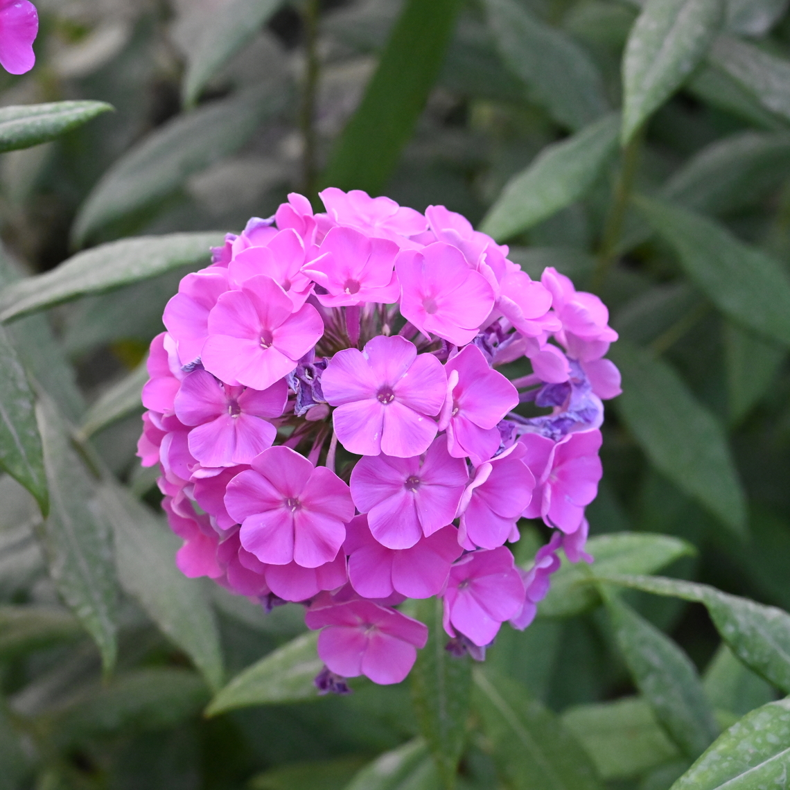 Phlox paniculata, 풀협죽도  Fall Phlox,Geotagged,Phlox paniculata,Summer,Tajikistan,풀협죽도