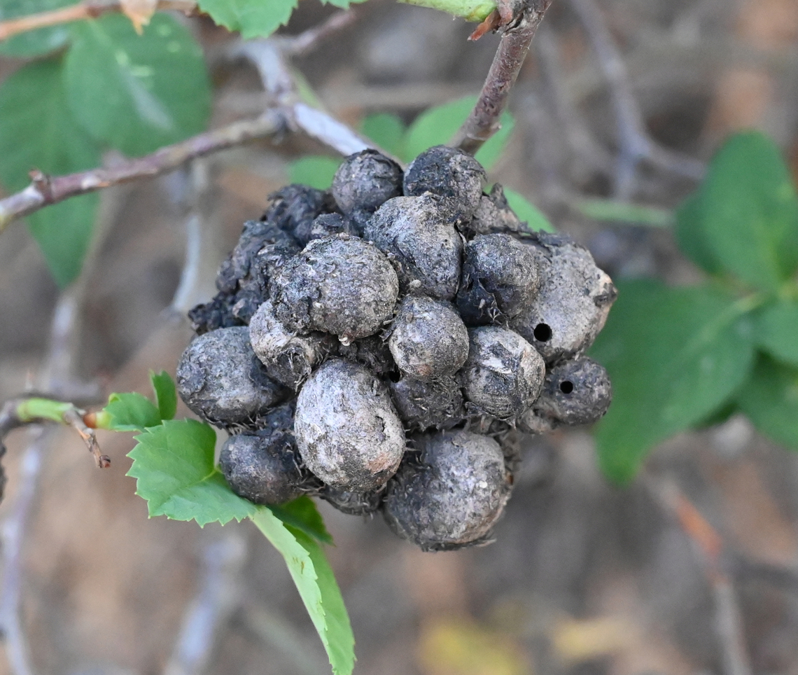 Diplolepis mayri, 메이리  Diplolepis  mayri,Diplolepis mayri,Geotagged,Spring,Tajikistan,죽은 메이리