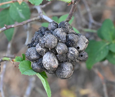 Diplolepis mayri, 메이리  Diplolepis  mayri,Diplolepis mayri,Geotagged,Spring,Tajikistan,죽은 메이리