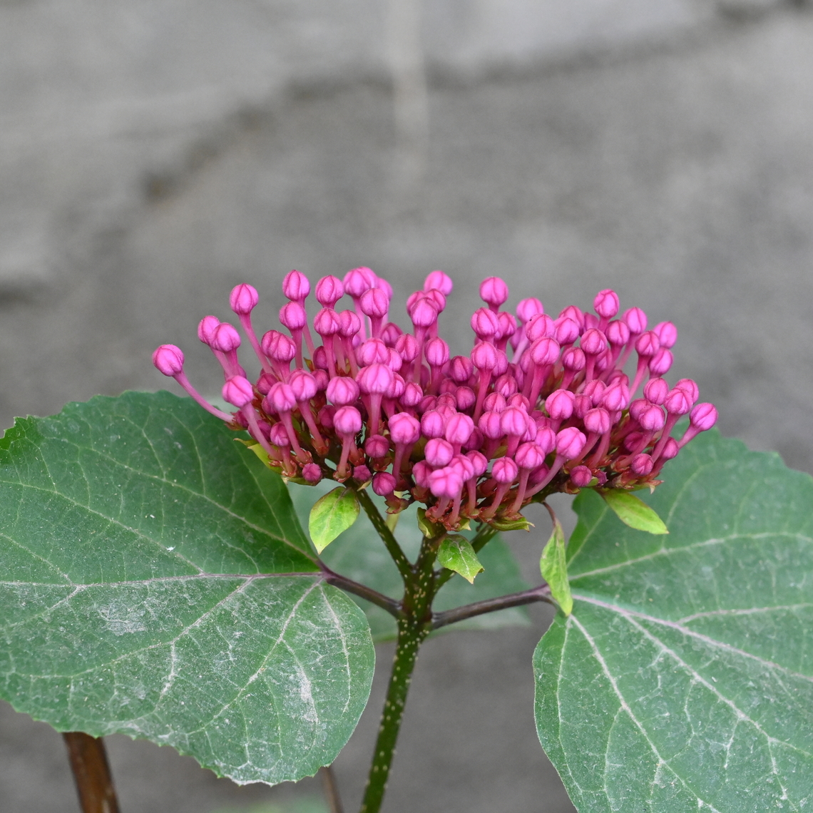 Ixora chinensis, 익소라  Chinese Ixora,Geotagged,Ixora chinensis,Summer,Tajikistan,익소라
