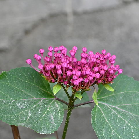 Ixora chinensis, 익소라  Chinese Ixora,Geotagged,Ixora chinensis,Summer,Tajikistan,익소라