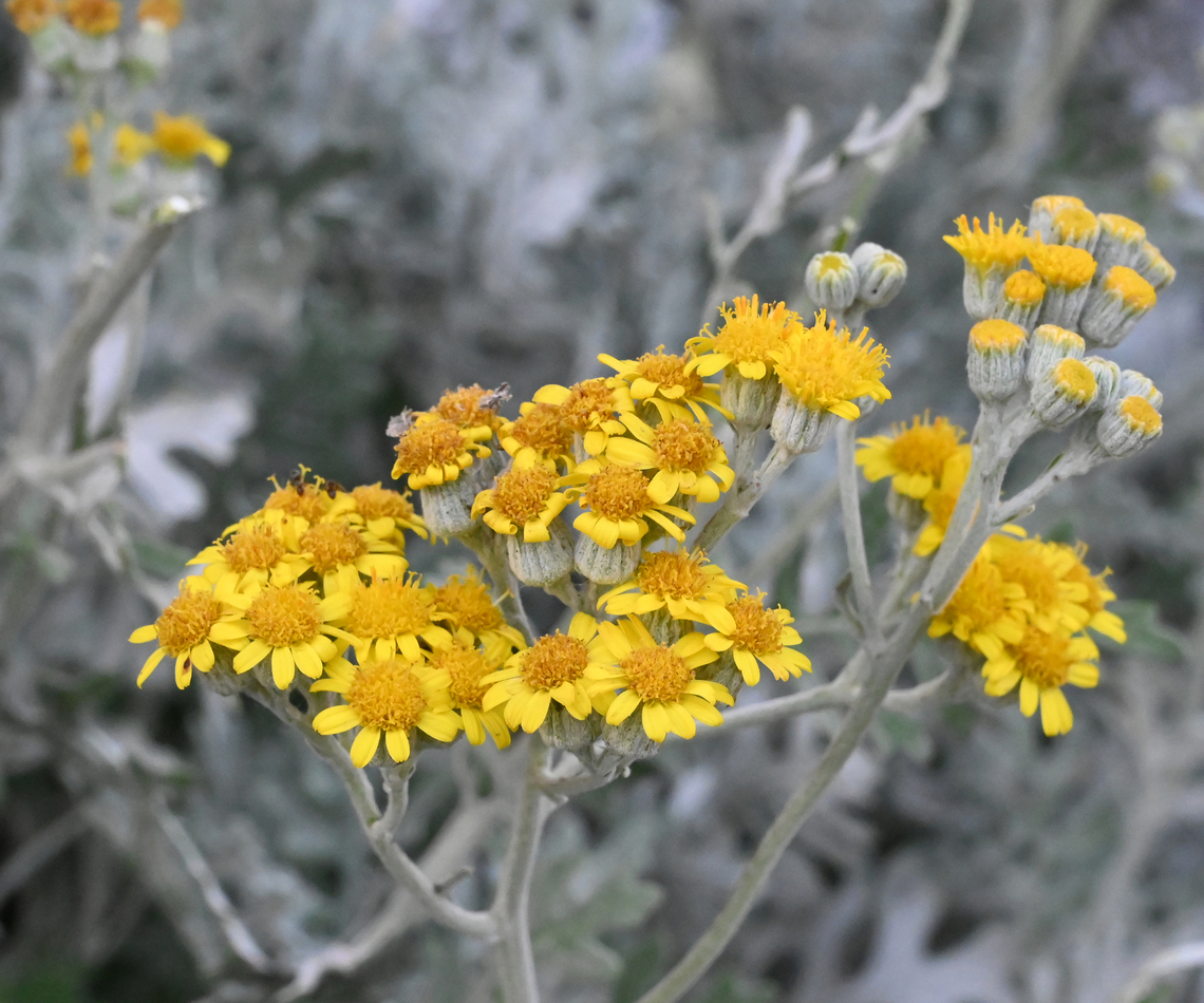 Jacobaea maritima, 은쑥꽃  Dusty Miller,Geotagged,Jacobaea maritima,Summer,Tajikistan,은쑥꽃