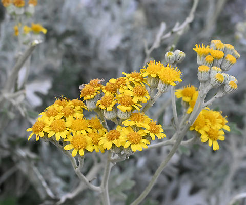 Jacobaea maritima, 은쑥꽃  Dusty Miller,Geotagged,Jacobaea maritima,Summer,Tajikistan,은쑥꽃
