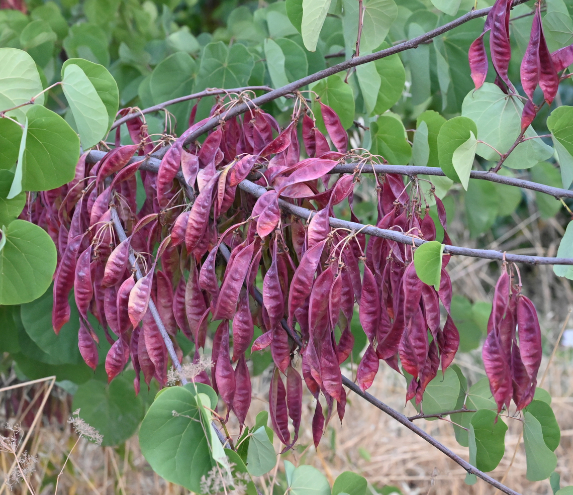 Cercis siliquastrum, 박태기  Cercis siliquastrum,Geotagged,Judas tree,Spring,Tajikistan,박태기