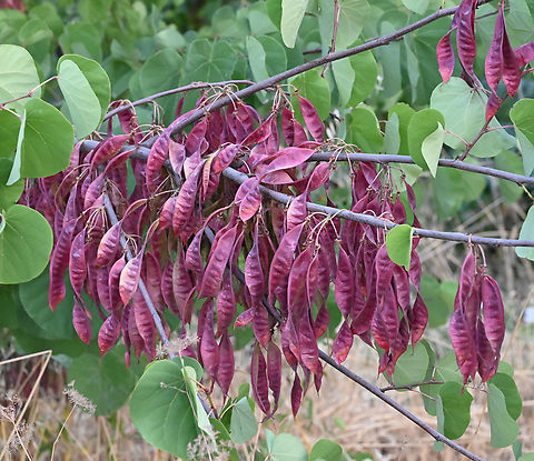 Cercis siliquastrum, 박태기  Cercis siliquastrum,Geotagged,Judas tree,Spring,Tajikistan,박태기