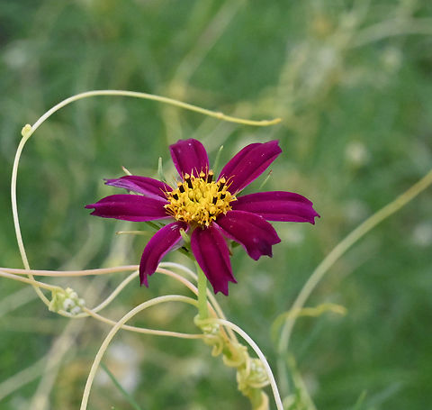 Cosmos bipinnatus, 코스모스  Cosmos bipinnatus,Garden Cosmos,Geotagged,Summer,Tajikistan,코스모스