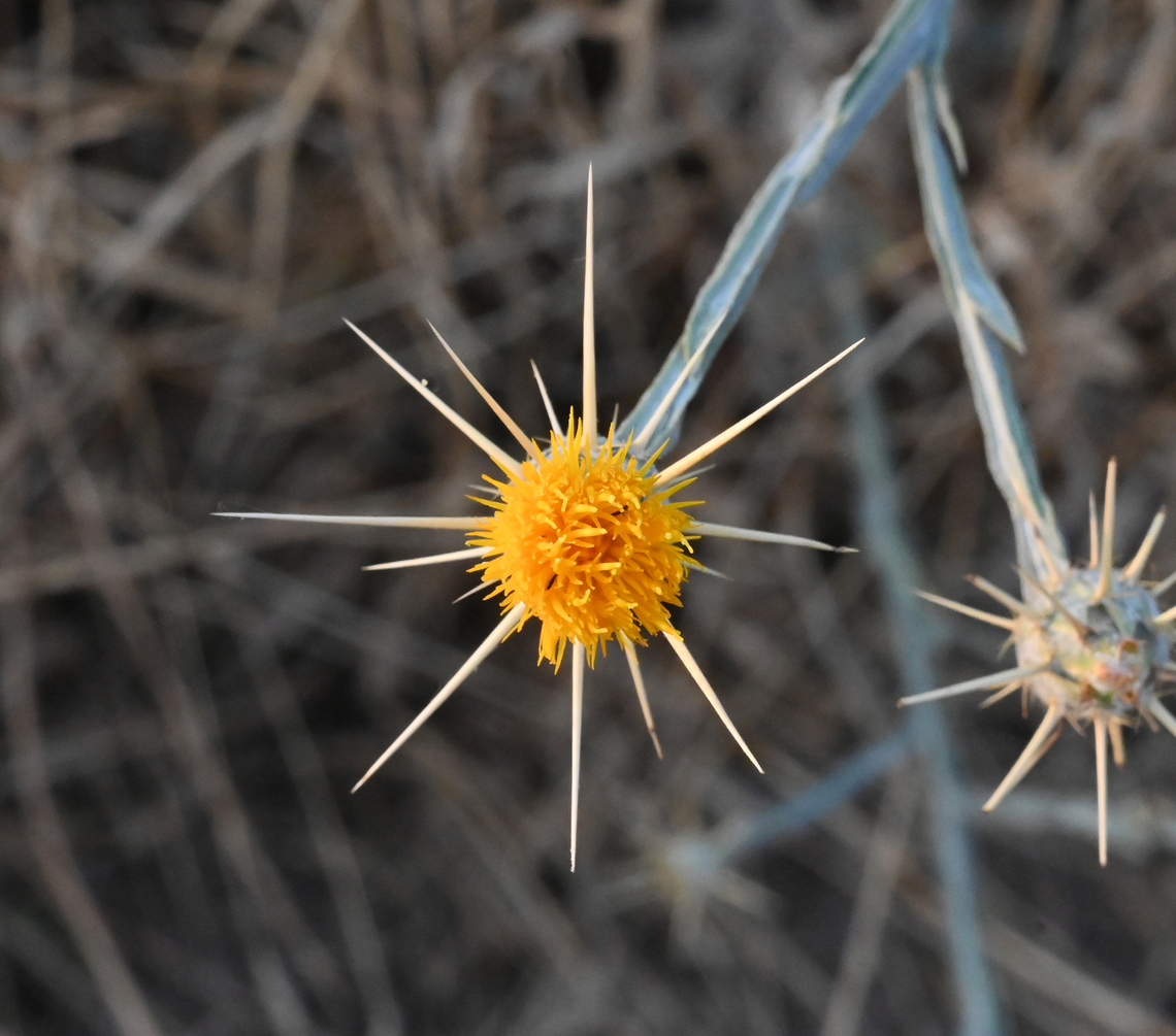 Centaurea melitensis, 센테우레아  Centaurea melitensis,Geotagged,Spring,Tajikistan,센테우레아