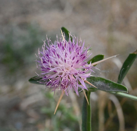 Centaurea iberica, 센테우레아 이베리카  Centaurea iberica,Geotagged,Iberian knapweed,Summer,Tajikistan,센테우레아 이베리카