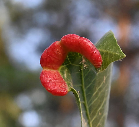 Taphrina deformans, 잎오갈병  Geotagged,Spring,Tajikistan,Taphrina deformans,잎오갈병