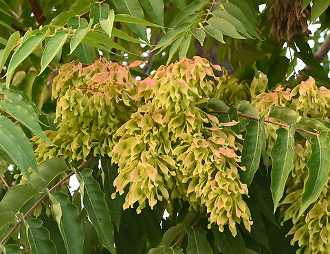 Ailanthus altissima, 가죽나무  Ailanthus altissima,Geotagged,Spring,Tajikistan,Tree of Heaven,가죽나무