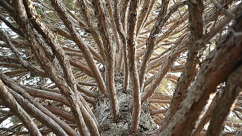 Tree  Fall,Geotagged,Tajikistan,거삼나무