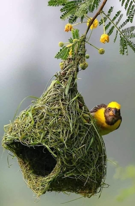 Tisserin, merveille de la nature  Geotagged,Ploceus velatus,Southern masked weaver