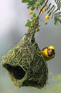 Tisserin, merveille de la nature  Geotagged,Ploceus velatus,Southern masked weaver