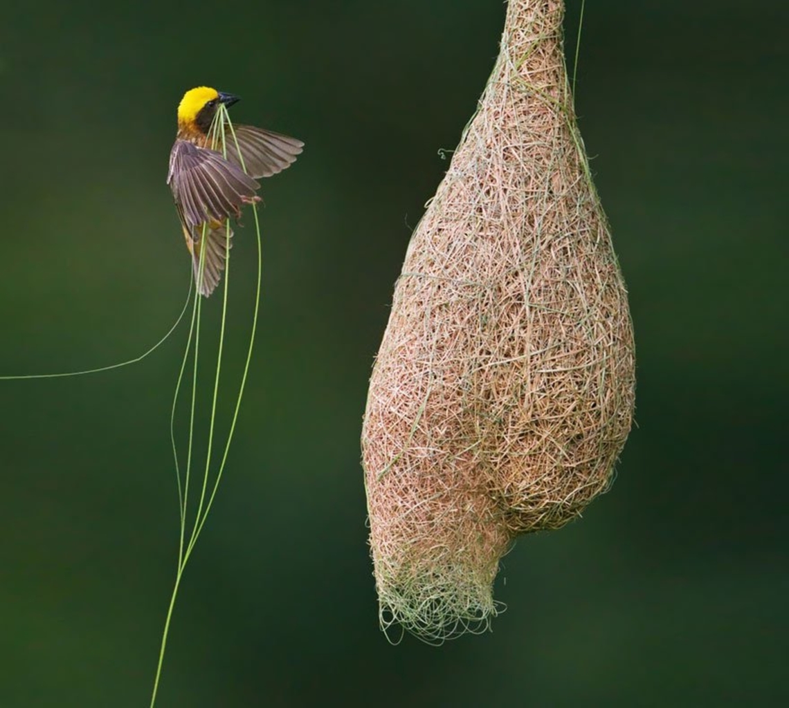 Tisserin baya  Baya Weaver,Ploceus philippinus