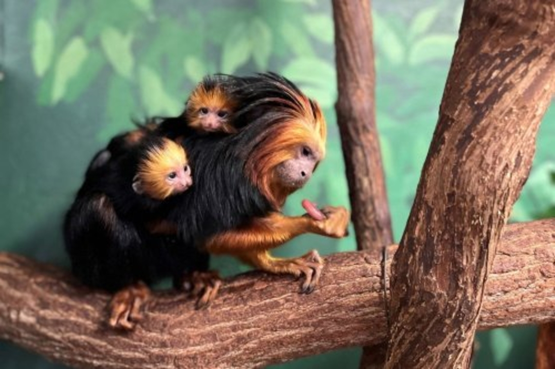 golden headed lion tamarin baby  Golden-headed lion tamarin,Leontopithecus chrysomelas