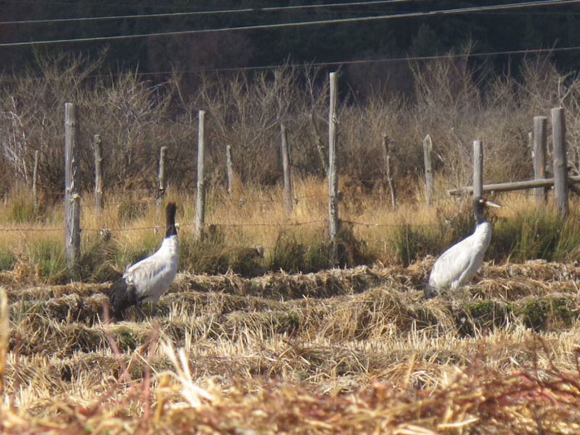 Black Necked Crane  Bhutan,Birds,Black-necked Crane,Geotagged,Grus nigricollis