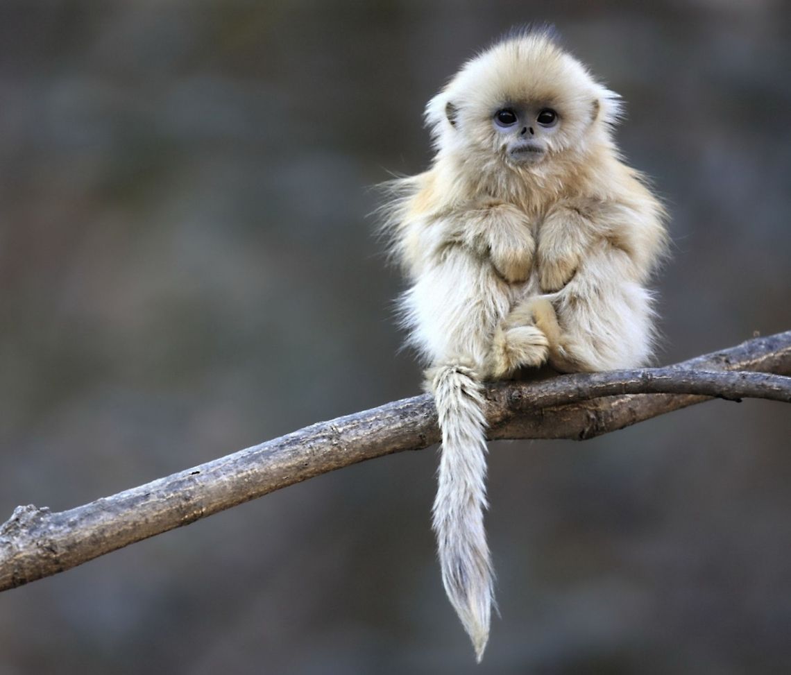 Little-Monkey  Golden snub-nosed monkey,Rhinopithecus roxellana