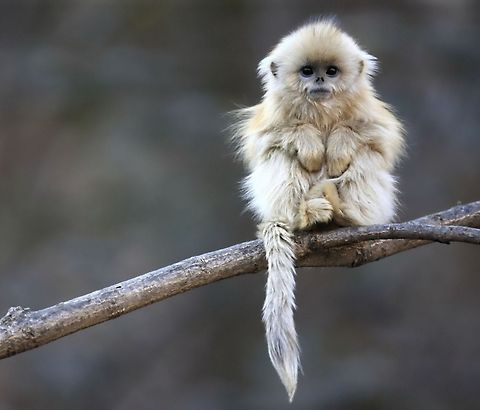 Golden snub-nosed monkey