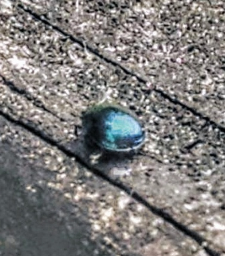 steelblue ladybird/Halmus chalybeus I saw this gorgeous teal blue beetle walking down my porch banister; in Pennsylvania, USA.  I Googled using multiple different search terms and i discovered, to the best of my amateur sleuthing abilities, that they&#039;re only found in Australia/,NZ.  so have they become an invasive species not yet recorded?  did they migrate? or is this a completely different yet lookalike, beetle? Halmus chalybeus,Steelblue Lady Beetle,Steelblue ladybird