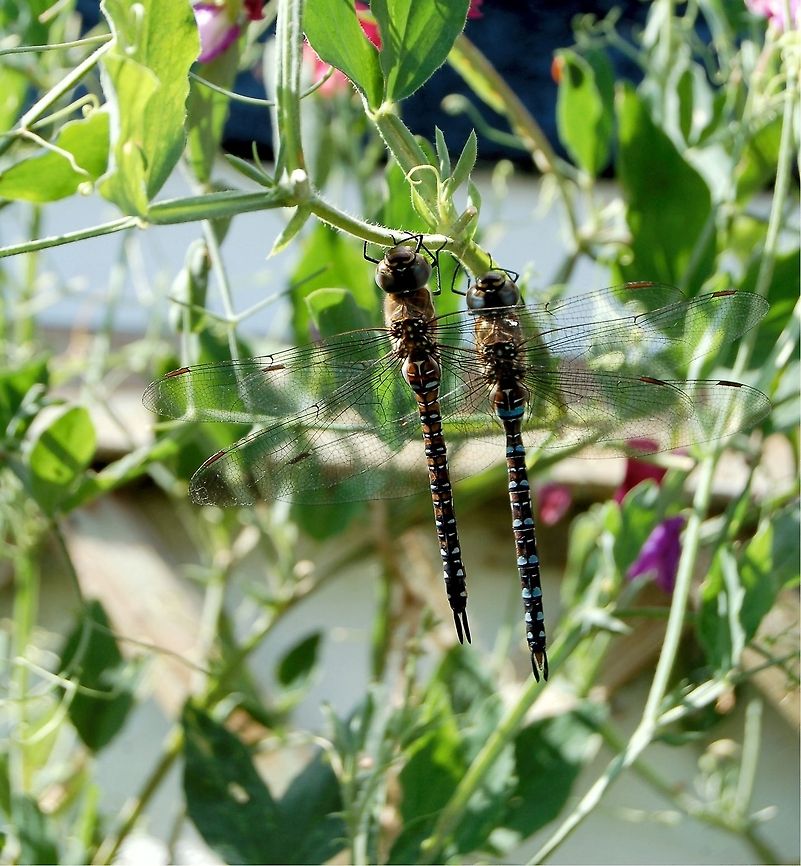 Migrant Hawker Dragonfly Male &amp; Female Migrant Hawker Dragonfly - Aeshna mixta Aeshna mixta,Anisoptera,Dragonfly,Migrant Hawker