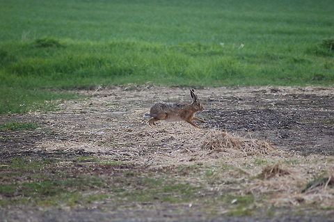 Hare This hare was spotted as I opened my front door here in the North Cambridgeshire Fens. European hare,Geotagged,Hare,Lepus,Lepus europaeus,United Kingdom