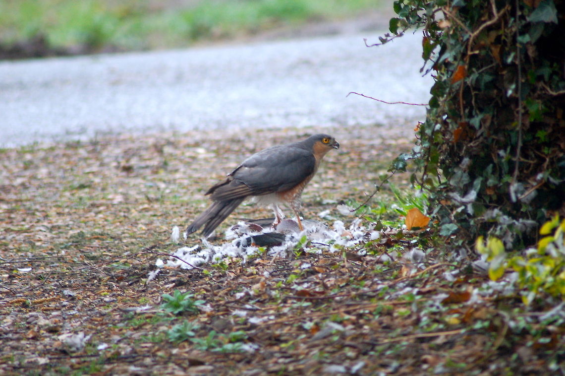Sparrowhawk with Collared Dove You will have to take my word for it but I spotted this male sparrowhawk eating the dove from my office window - hence the picture isnt great. Accipiter nisus,Eurasian Sparrowhawk,Sparrowhawk