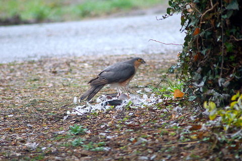 Sparrowhawk with Collared Dove You will have to take my word for it but I spotted this male sparrowhawk eating the dove from my office window - hence the picture isnt great. Accipiter nisus,Eurasian Sparrowhawk,Sparrowhawk