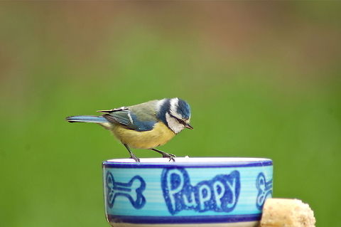 Blue Tit After mealworms we put out - theres a young family in the nest box nearrby. Blue Tit,Cyanistes caeruleus,Geotagged,United Kingdom