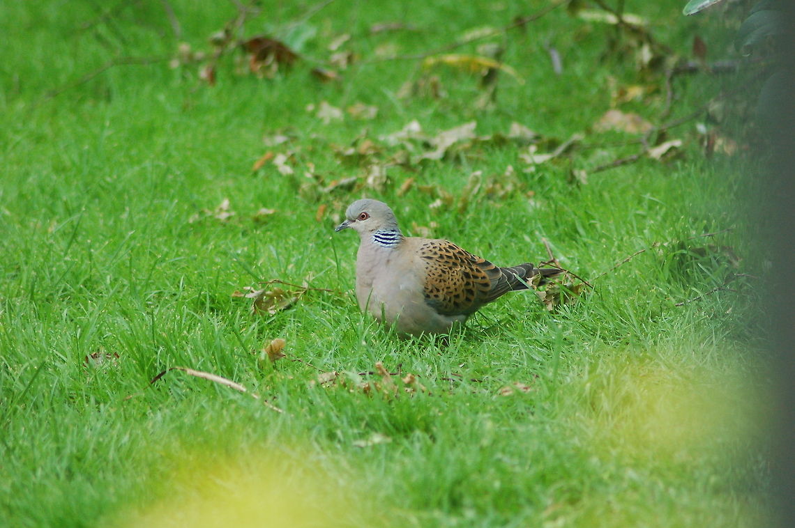 Turtle Dove  European Turtle Dove,Geotagged,Streptopelia turtur,United Kingdom
