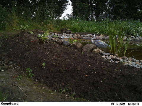 Grey Heron  Ardea cinerea,Camera Trap,Grey Heron