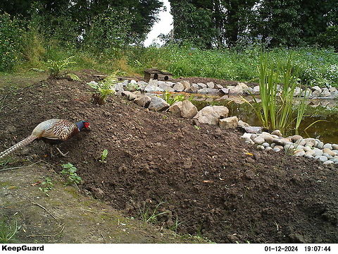 Pheasant  Camera Trap,Chrysolophus pictus,Common Pheasant,Golden Pheasant,Phasianus colchicus