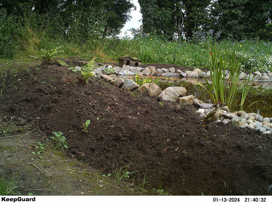 Green Woodpecker  Camera Trap,European Green Woodpecker,Picus viridis