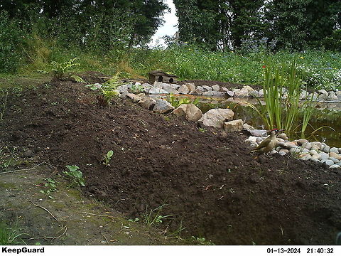 Green Woodpecker  Camera Trap,European Green Woodpecker,Picus viridis