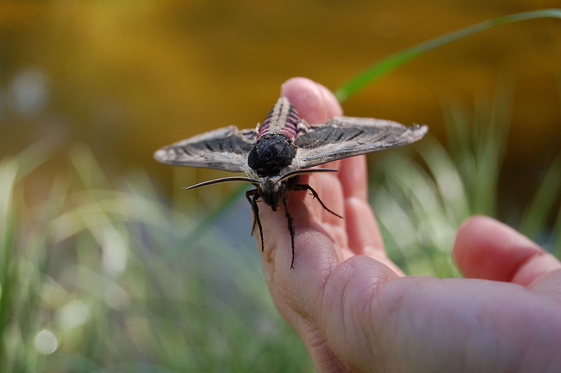 Privet Hawk Moth  Geotagged,Sphinx ligustri,United Kingdom