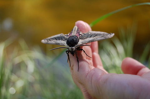 Privet Hawk Moth  Geotagged,Sphinx ligustri,United Kingdom