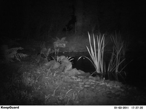 Tawny Owl - Swimming (Camera Trap) Caught on Camera Trap by Pond - A Tawny Owl goes swimming.  Its a bit hard to see but look at the other photo to get the context Camera Trap,Geotagged,Strix aluco,Tawny  Owl,United Kingdom