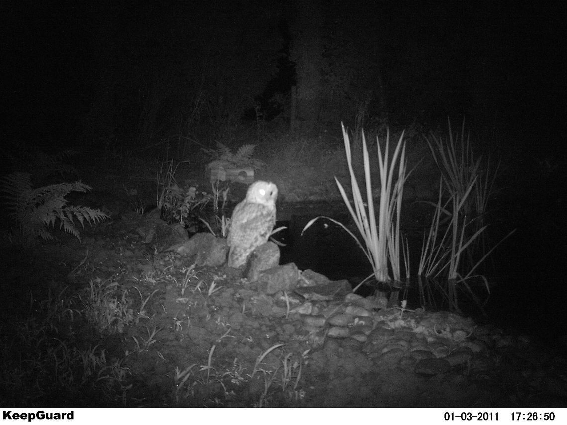 Tawny Owl (Camera Trap) Caught on Camera Trap by Pond - A Tawny Owl Geotagged,Strix aluco,Tawny  Owl,United Kingdom,camera