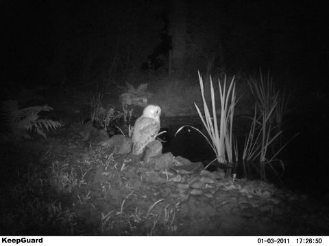Tawny Owl (Camera Trap) Caught on Camera Trap by Pond - A Tawny Owl Geotagged,Strix aluco,Tawny  Owl,United Kingdom,camera
