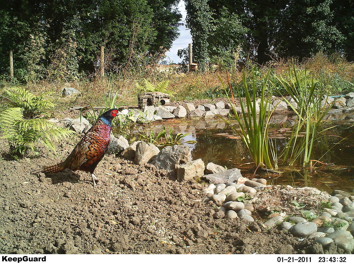 Phil the Pheasant Caught on the trap - hes actually become a regular. Camera Trap,Common Pheasant,Phasianus colchicus