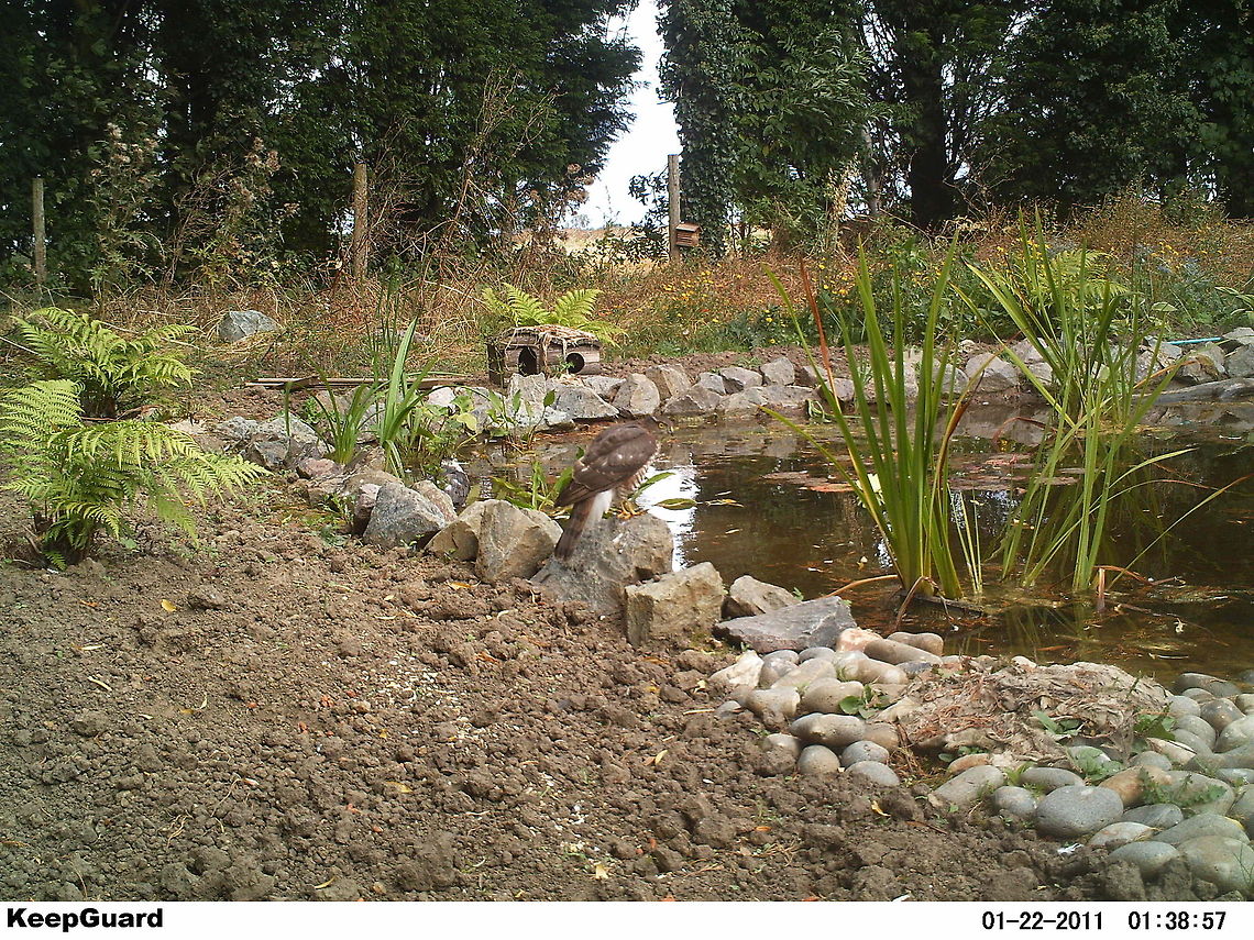 Sparrowhawk  Accipiter nisus,Camera Trap,Eurasian Sparrowhawk