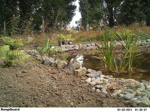 Sparrowhawk  Accipiter nisus,Camera Trap,Eurasian Sparrowhawk