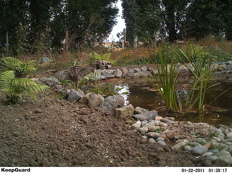 Sparrowhawk Ballet  Accipiter nisus,Camera Trap,Eurasian Sparrowhawk