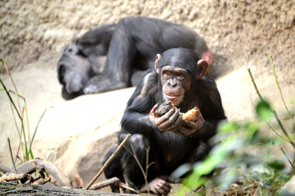 Chimpanzee   Common chimpanzee,Pan troglodytes