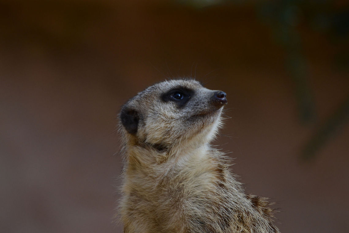 meerkat  Meerkat,Suricata suricatta