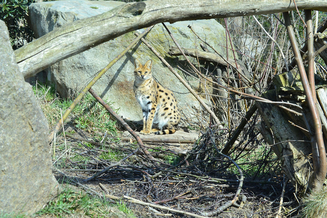 Serval  Leptailurus serval,Serval