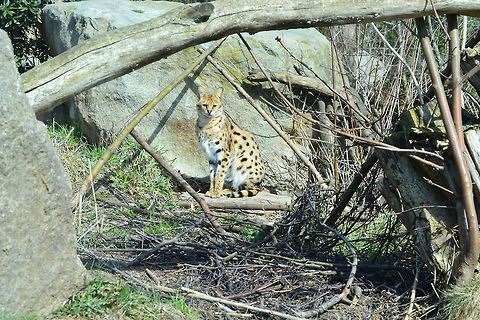 Serval  Leptailurus serval,Serval