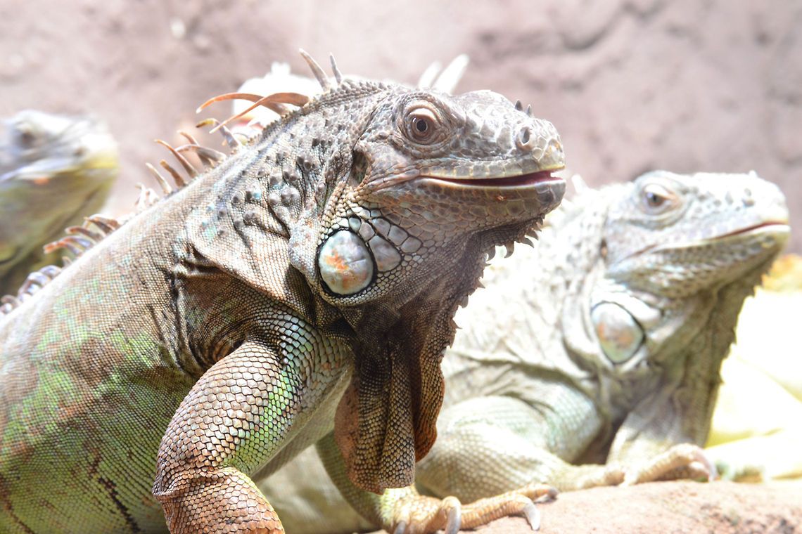 Green (Common) iguana  Green Iguana,Iguana iguana