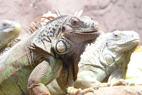 Green (Common) iguana  Green Iguana,Iguana iguana