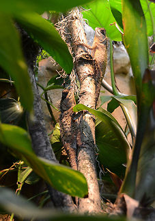 Green Pricklenape |  Acanthosaura capra   Acanthosaura capra,Green Pricklenape