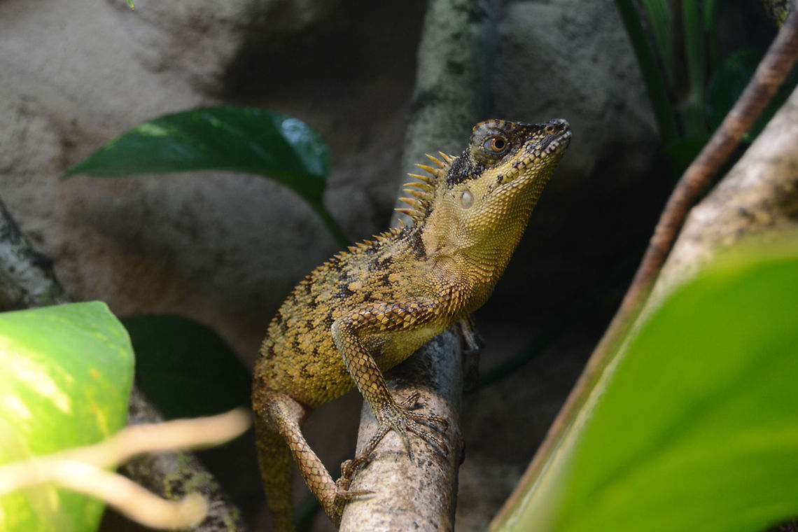 Green Pricklenape | Acanthosaura capra  Acanthosaura capra,Green Pricklenape